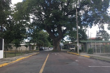 Fototapeta na wymiar Giant tree in the middle of the road. Liberia. Costa Rica.