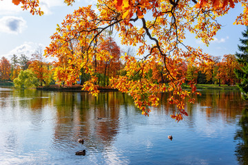 Oak tree in autumn foliage in Catherine park, Pushkin, Saint Petersburg, Russia
