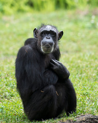 Monkey animal stock photos.  Monkey animal sitting with cross arms with a blur background in its environment and habitat.