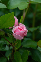 French Rose starting to bloom