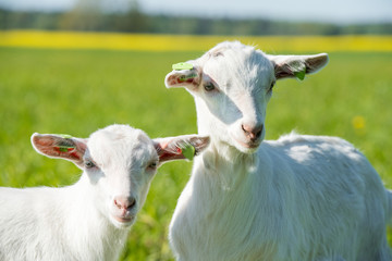 Two white baby goats standing on green lawn