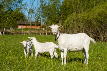 Obraz premium Two white baby goats with mother on green lawn