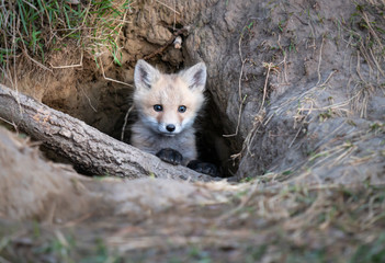 Red fox kits in the wild