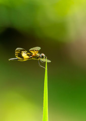Dragonfly in sunlight with yellow wing in nature green background