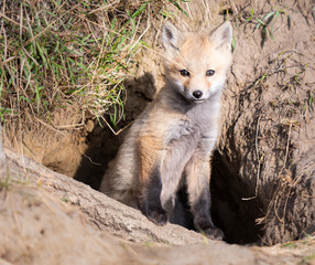 Fototapeta premium Red fox kits in the wild