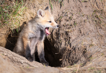 Red fox kits in the wild