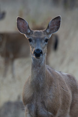 Female White-tail Deer