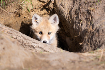 Red fox kits in the wild