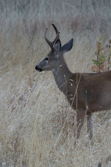 Male White-tail Deer