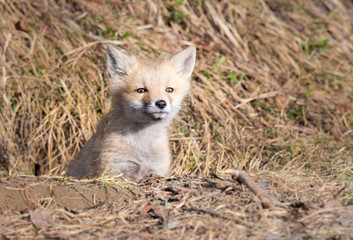 Obraz premium Red fox kits in the wild