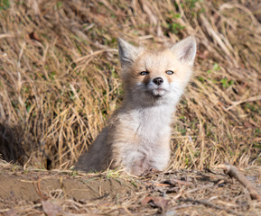 Red fox kits in the wild