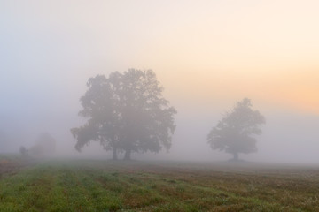 Fototapeta na wymiar Autumn morning landscape with a beautiful oak tree. The sun shines through a thick mist on the meadow. Calm background of nature.