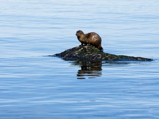 Two otters playing on the rock