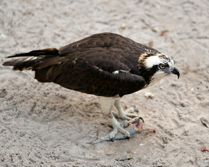 Osprey Stock Photos. Osprey close-up profile view holding a fish with its talons, displaying brown plumage head, talons with a sand background in its habitat and environment.