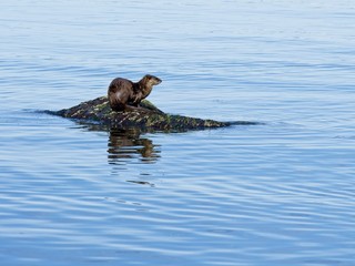 Two otters playing on the rock