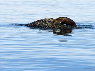 Two otters playing on the rock