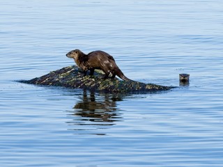 Fototapeta premium Two otters playing on the rock