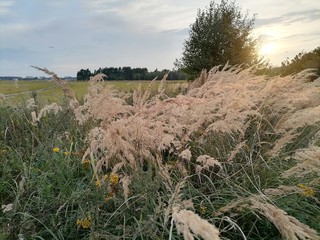 dry grass in the field
