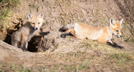 Red fox kits in the wild
