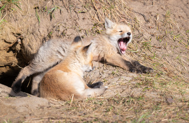 Naklejka na ściany i meble Red fox kits in the wild