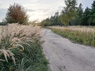 path in the field