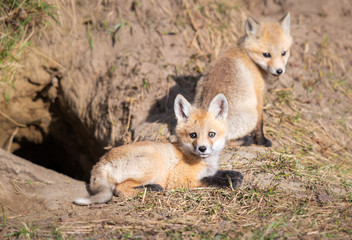 Red fox kits in the wild