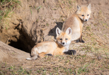 Fototapeta premium Red fox kits in the wild