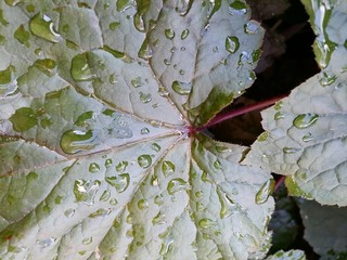 green leaf with water drops