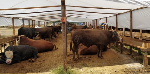 Bull in the animal market