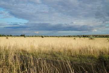 Ukrainian landscape, yellow field and blue sky
