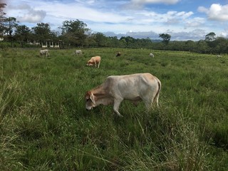 Cow in Costa Rica.