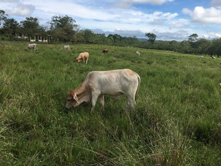 Cow in Costa Rica.