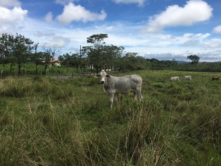 Cow in Costa Rica.