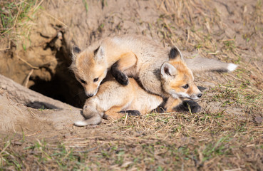 Red fox kits in the wild