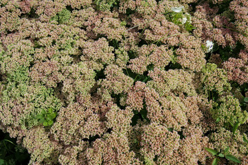 Stonecrop (sedum telephium) flower bed      