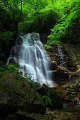 夏の北の沢大滝