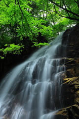 Obraz premium 夏の北の沢大滝