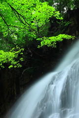 夏の北の沢大滝