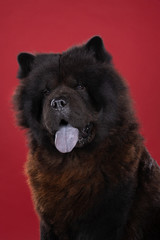Black Chinese dog Chow Chow with blue tongue against red background