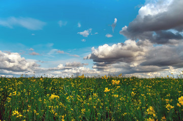 Canola field, landscape on a background of clouds. Canola biofuel at sunset.