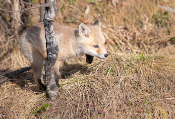 Fototapeta premium Red fox kits in the wild