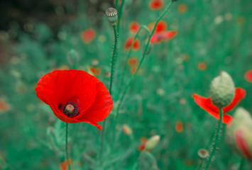 wild poppy flower at sunset