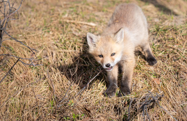 Red fox kits in the wild