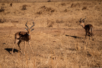 Two beautiful wild impalas male stand in the savannah and look at the camera