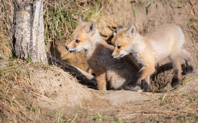 Red fox kits in the wild