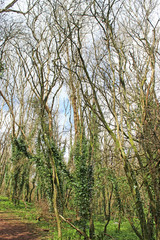 Fototapeta premium Wood in early Spring