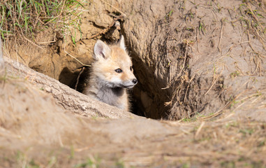 Red fox kits in the wild