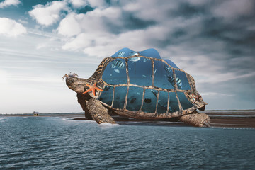 turtle on the beach
