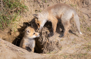 Red fox kits in the wild