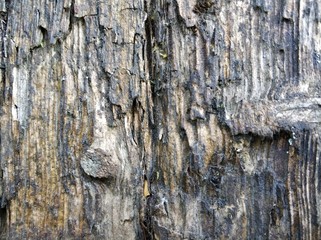 old wood texture